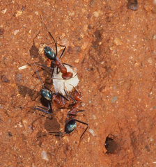 Iridomyrmex