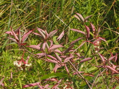 Cornus racemosa