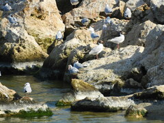 Chroicocephalus ridibundus