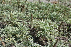 Ambrosia chamissonis