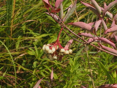 Cornus racemosa