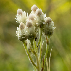 Antennaria microphylla