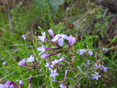 Plumbago europaea