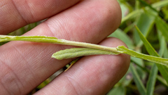 Antennaria microphylla