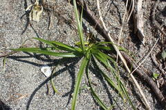Carex macrocephala