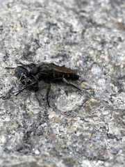 Cyrtopogon