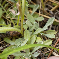 Antennaria microphylla