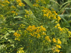 Euthamia graminifolia