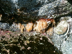 Distaplia