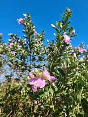 Podalyria calyptrata