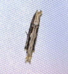 Hypatima spathota