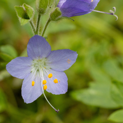 Polemonium occidentale