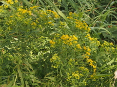 Euthamia graminifolia