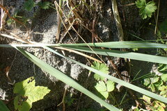 Leymus mollis