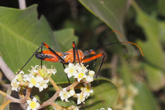 Poecilobdallus formosus