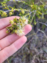 Melaleuca nodosa