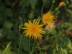 Sonchus arvensis