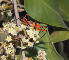 Poecilobdallus formosus
