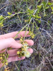 Melaleuca nodosa