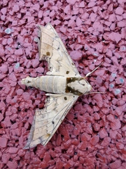 Ambulyx sericeipennis