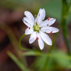 Stellaria longipes