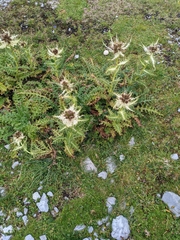 Cirsium spinosissimum