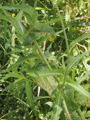 Sonchus arvensis
