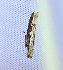 Hypatima spathota