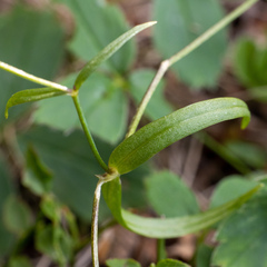 Stellaria longipes