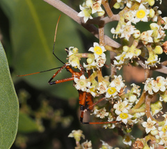 Poecilobdallus formosus
