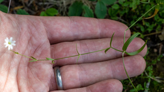 Stellaria longipes