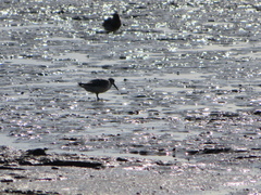 Calidris tenuirostris