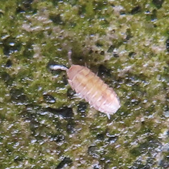 Oniscidea