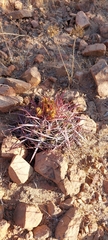 Ferocactus viridescens