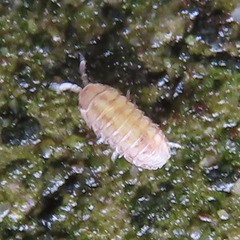 Oniscidea