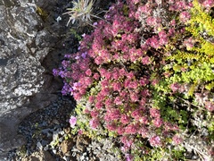 Thymus praecox britannicus