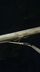 Cheiracanthium mildei