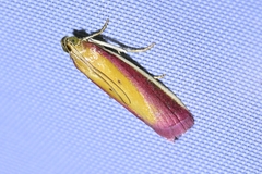 Oncocera semirubella