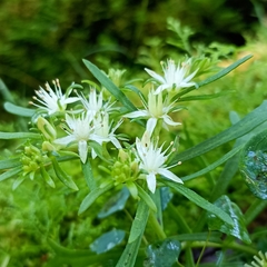 Rhodiola sinuata