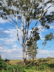 Eucalyptus tereticornis
