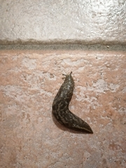 Limacus