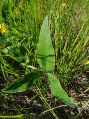 Trifolium montanum