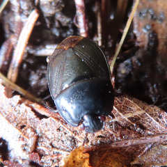 Macroscytus japonensis