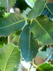 Quercus wislizeni