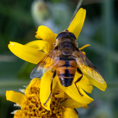 Eristalis tenax