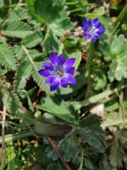 Gentiana scabra