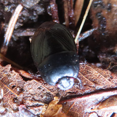 Macroscytus japonensis