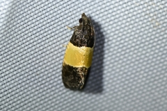 Epinotia bicolor