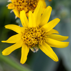 Arnica chamissonis