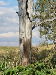 Eucalyptus tereticornis